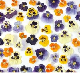 تصویر گل خشک بنفشه (۱۰ عددی) - 