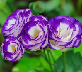 تصویر بودکور وينر سيليکوني گل ليسي آنتوس 210015 