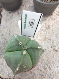 تصویر بذر کاکتوس آستروفیتوم 3 پر ندوم ژاپن ELG.9516 - بسته 10 عددی Astrophytum myrio. tricostatum Nudum F1 – Japan Sankaku ELG.9516