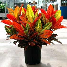 تصویر گیاه کروتون 