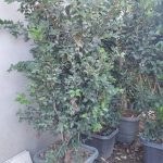 تصویر یاس هلندی 2 متری 