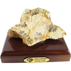 تصویر سنگ راف شجر فسیلی کد 2011 