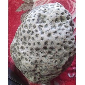 تصویر فسیل 400 میلیون ساله 