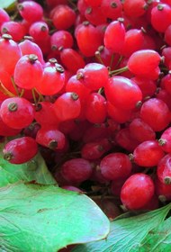 تصویر زرشک پفکی درجه یک barberry