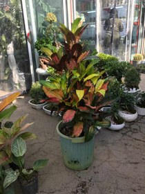 تصویر کروتون سطل ۱۲ 