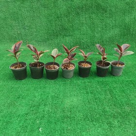 تصویر فیکوس شرابی نشایی 