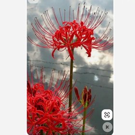 تصویر پیاز گل لیلی عنکبوتی Lycoris