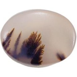 تصویر شجر قائن کد Y 8754 