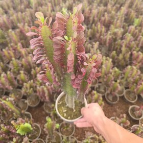 تصویر گل افوربیا 