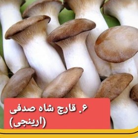 تصویر بسته 100 گرمی پودر قارچ ارینجی یا شاه صدف خالص و طبیعی 