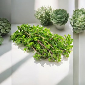 تصویر مرزنجوش 