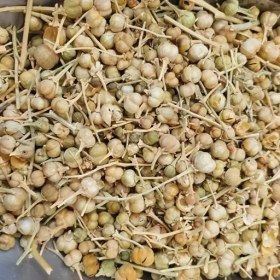 تصویر اسفند نخودی 