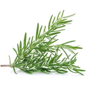 تصویر رزماری Rosemary