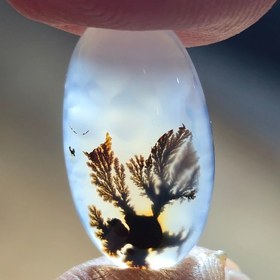 تصویر شجر قائن واضح زیبا 