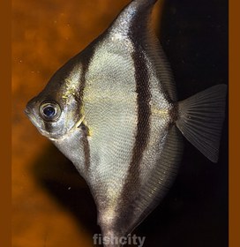 تصویر مونو تایگر 7 سانت 