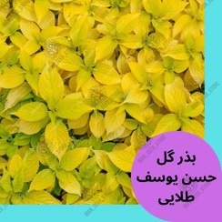 تصویر بذر گیاه آپارتمانی حسن یوسف رقم طلایی - Golden 