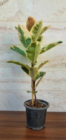 تصویر گیاه فیکوس یاقوتی با گلدان پلیمری و پایه چوبی - گیاه با گلدان پلیمری و پایه چوبی 