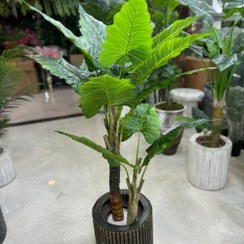 تصویر درختچه باباآدم مصنوعی 