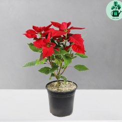 تصویر بنت قنسول 