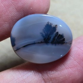 تصویر شجر قائنات 