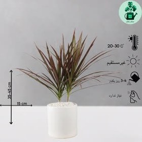 تصویر دراسنا قرمز 