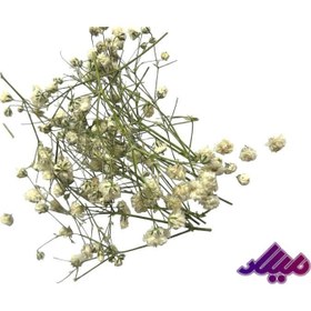 تصویر گل خشک ژیپسو سفید G51 