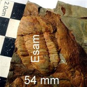 تصویر بزرگترین فسیل تریلوبیت از ایران در ایسام 