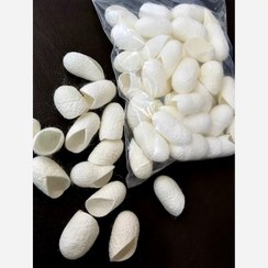 تصویر پیله ابریشم 