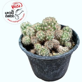 تصویر کاکتوس 01 