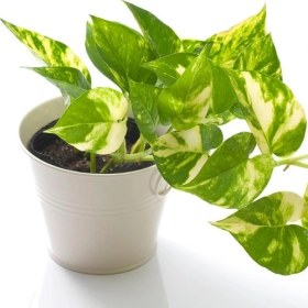 تصویر پتوس طلایی 