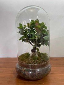 تصویر گلدان بونسای جنسینگ فلوبار 