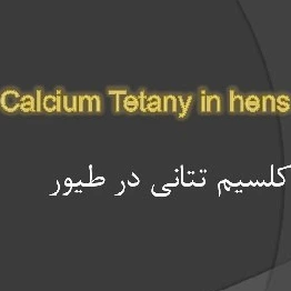 خرید و قیمت دانلود فایل پاورپوینت کلسیم تتانی در طیور | ترب