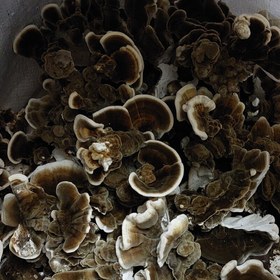 تصویر پودر قارچ ترکی تیل یا ترامتس پرورشی 100گرم Powdered turkish til mushroom - 100g