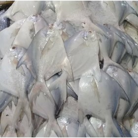 تصویر ماهی حلوا سفید تازه سایز بزرگ ۴۰۰-۷۰۰ گرمی 