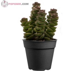 تصویر گیاه کراسولا عروسکی 