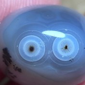 تصویر باباقوری شجر قائن دوچشم 