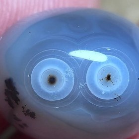 تصویر باباقوری شجر قائن دوچشم 