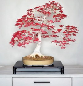 تصویر نهال افرا زینتی (مجنون) 