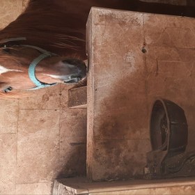 تصویر آبخوری چدنی اسب و گاو 