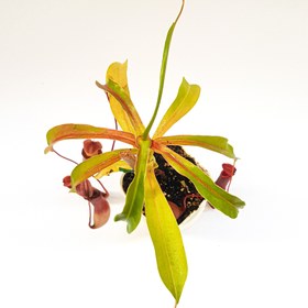 تصویر گیاه طبیعی نپنتس حشره خوار نژاد ونتراتا (سایز۴ قابل قلمه) 