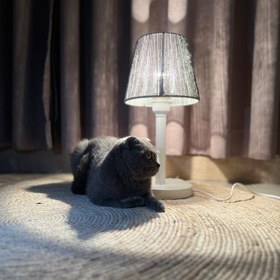 تصویر آبا ژور رافیا - طوسی 