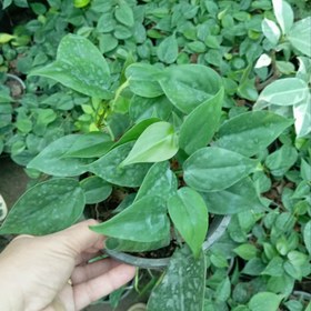 تصویر قلمه گیاه اسکاندیس سبز 