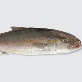 تصویر فروش ماهی شاه ماهی 