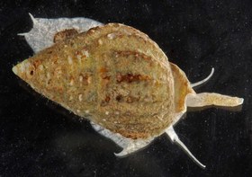 تصویر حلزون دریایی ناساریوس Nassarius Snail