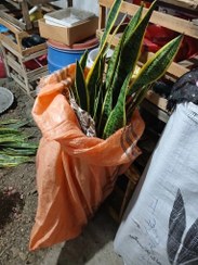 تصویر سانسوریا ابلق ریشه لخت بوته ای با ۱ متر قد و ۵ برگ 