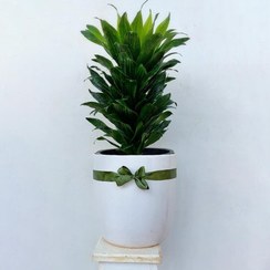 تصویر دراسنا کامپکت گیاه آپارتمانی مقاوم همراه گلدان سرامیکی 