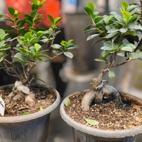 تصویر گیاه بنسای جنسینگ 