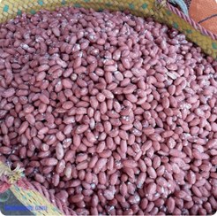 تصویر بادام زمینی درجه یک (تازه و برشته) سوغات آستانه اشرفیه - ۵۰۰ گرم First-class peanuts (fresh and roasted) Astana Ashrafiyeh souvenirs