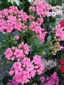 تصویر گل کالانکوئه Kalanchoe