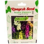 تصویر بذر گل شب بو پابلند الوان 